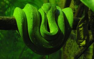 reptil.no