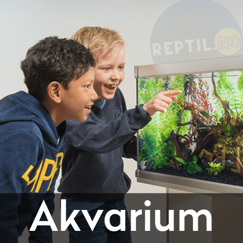 Akvarie reptiler