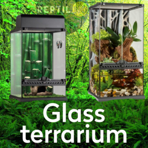 Glass terrarium