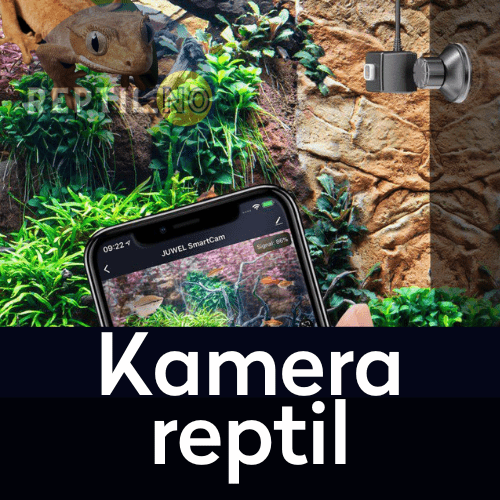 Kamera reptil