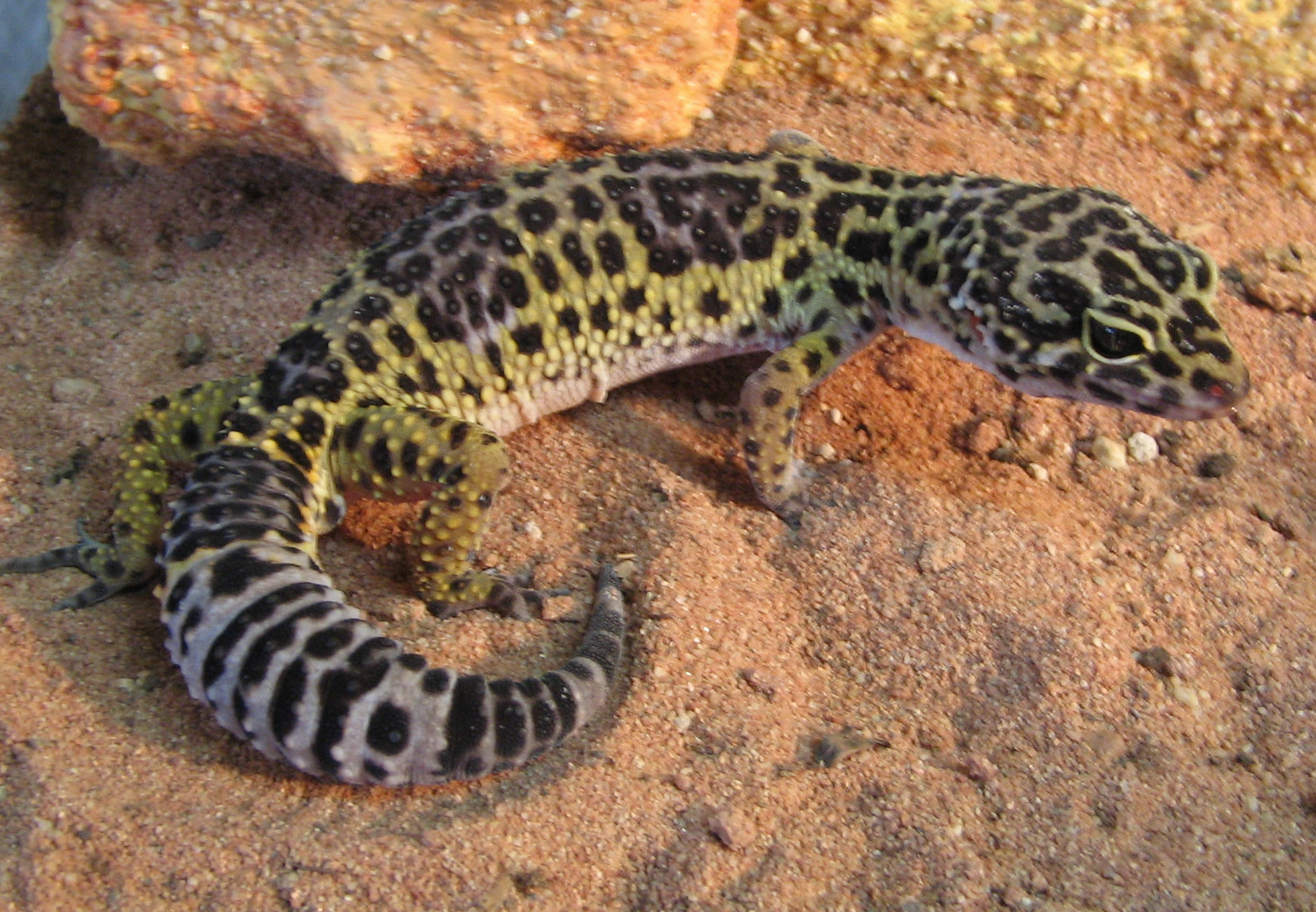 Leopardgekko hjemme