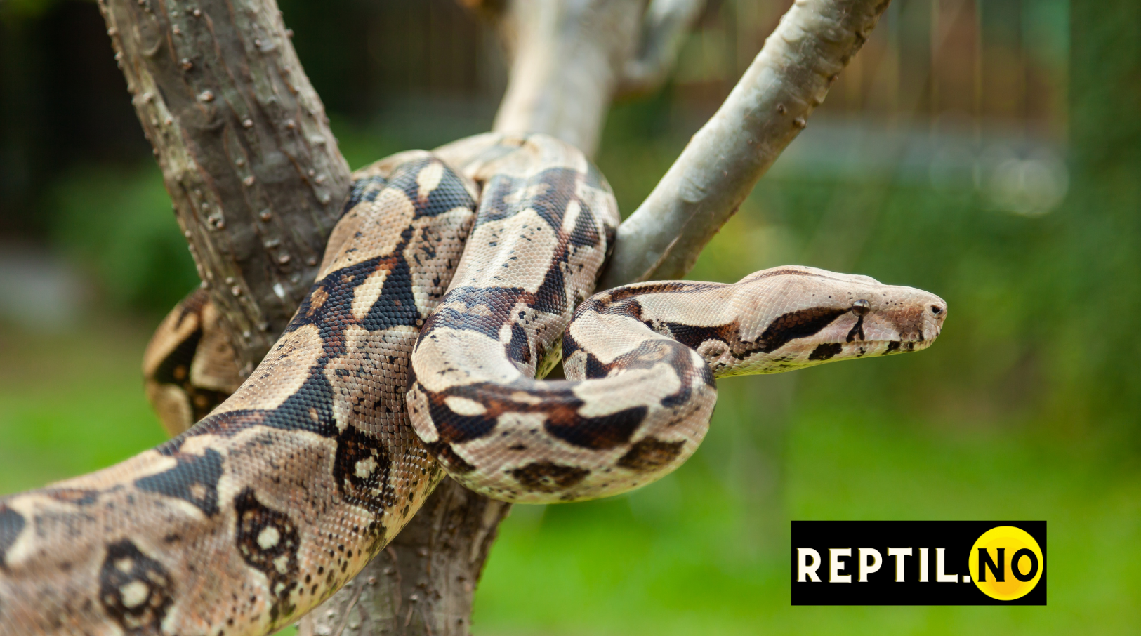 Boa constrictor-kongeboa