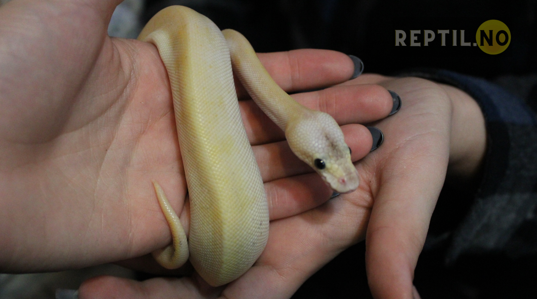 Hvorfor slanger blir mer populære som kjæledyr