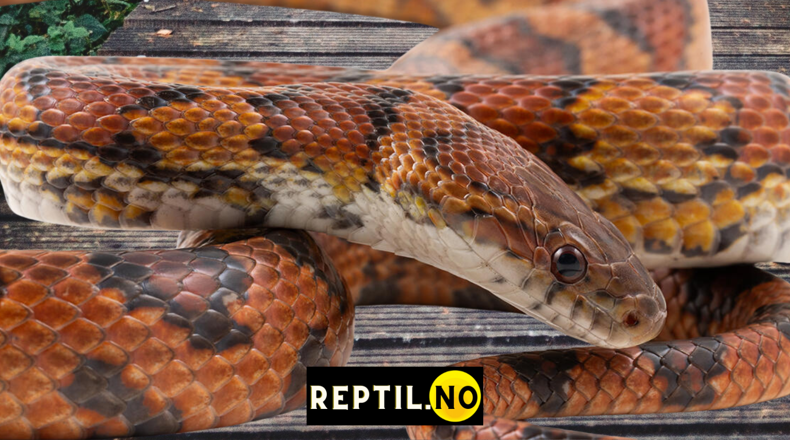 Kornsnok reptil