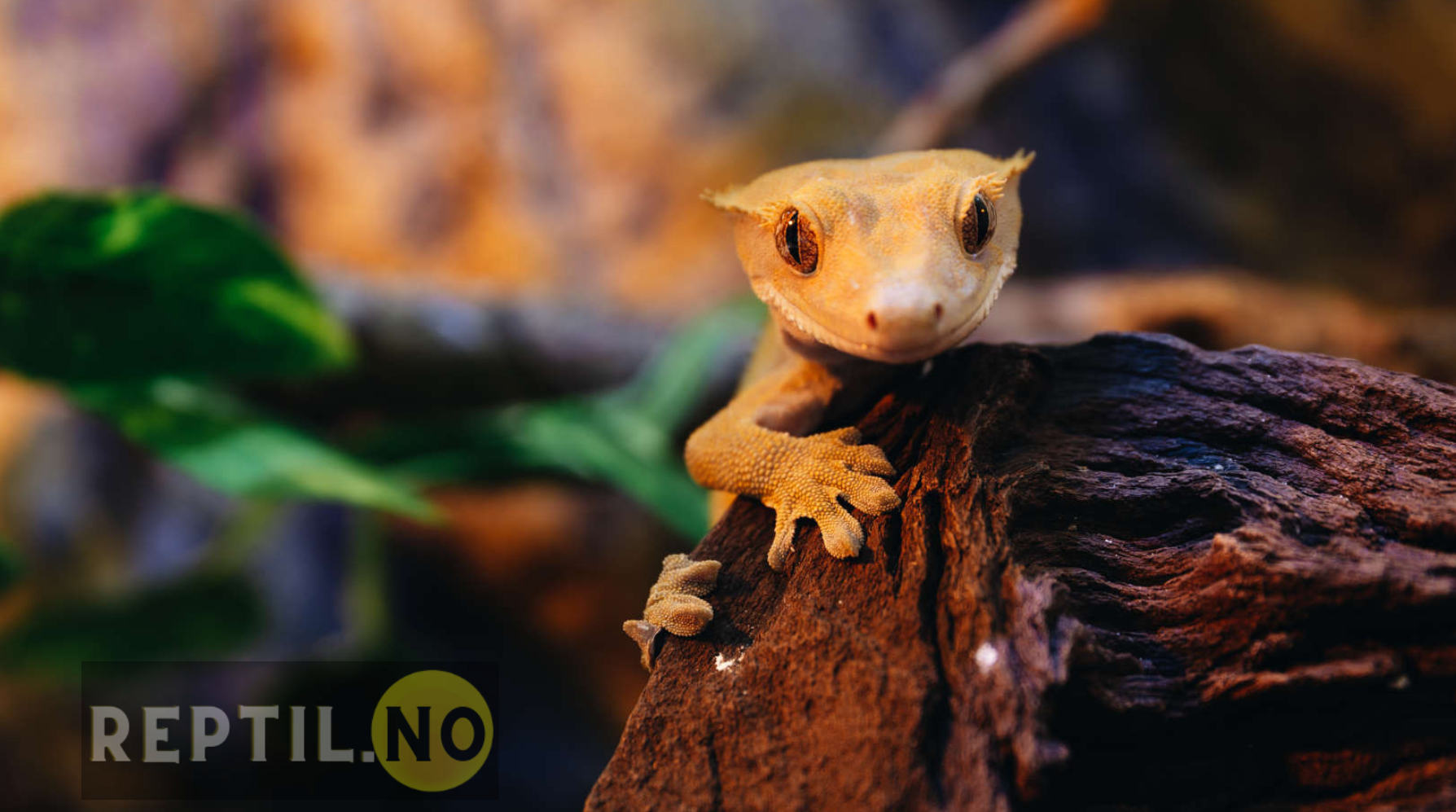 Kranset gekko