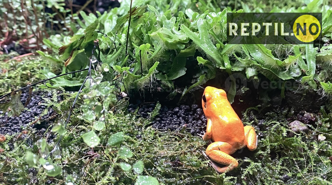 Padder som kjæledyr - alt du trenger å vite