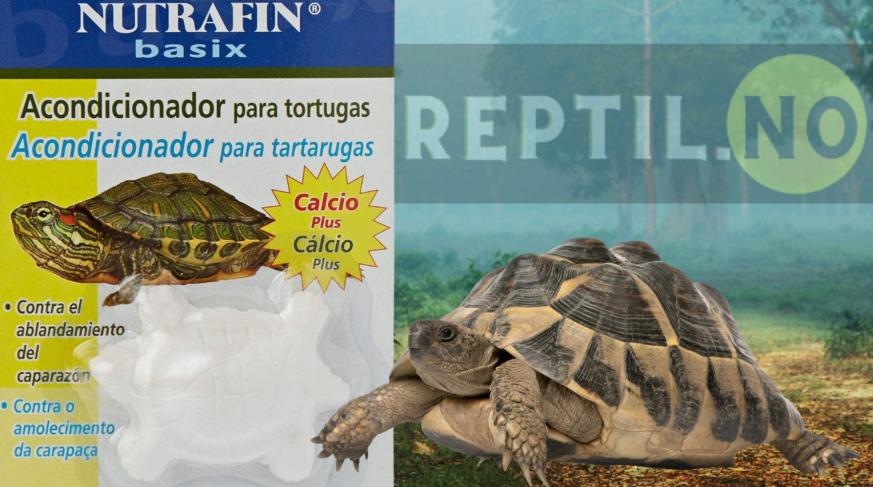 Kalsium til Skilpadder - Guide til Kalk og Mineraltilskudd