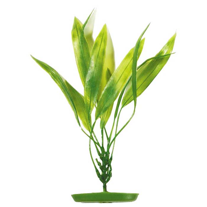 Plastplante Amazon Sverdplante Plastplante Amazon Sverdplante