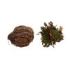 Lucky Reptile Rose of Jericho Live Plant Lucky Reptile Rose of Jericho Live Plant