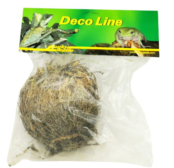 Lucky Reptile Rose of Jericho Live Plant