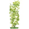 Plastplante Cardamine Plastplante Cardamine