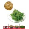 Lucky Reptile Rose of Jericho Live Plant Lucky Reptile Rose of Jericho Live Plant