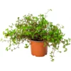Smådyrgress – 12 cm potte – Callisia repens Smådyrgress – 12 cm potte – Callisia repens