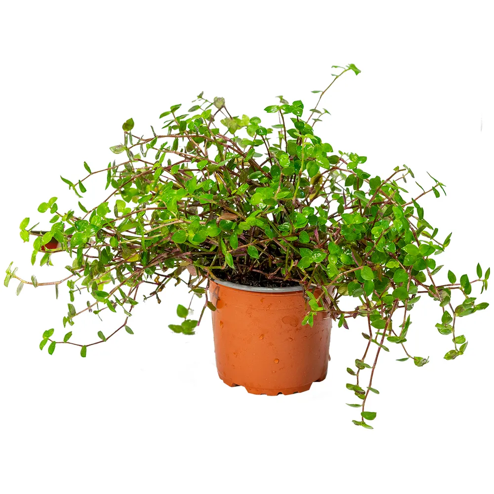 Smådyrgress – 12 cm potte – Callisia repens