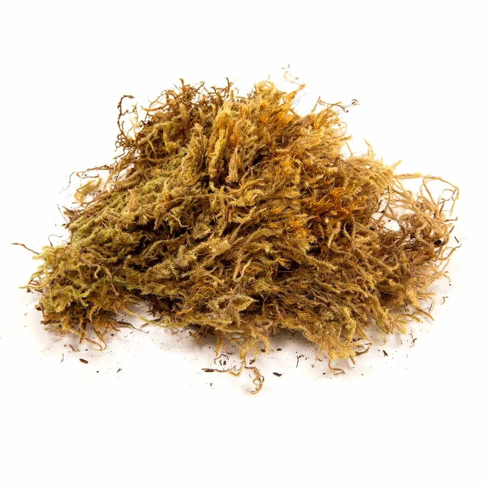 Zoo-Med Terrarie Mose