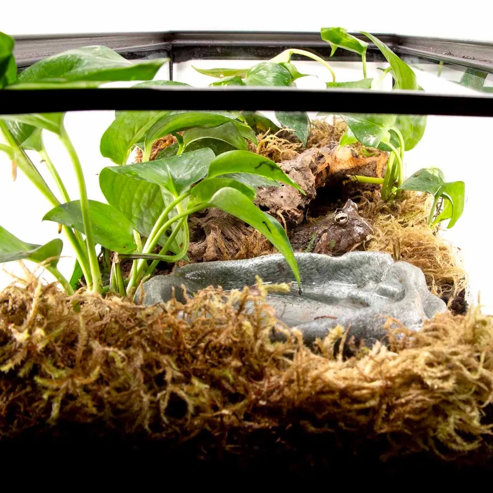 Zoo-Med Terrarie Mose